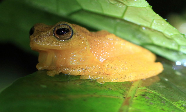 Blue eyed prince / Bush Frog