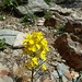 Sierra wallflower (Erysimum arenicola)