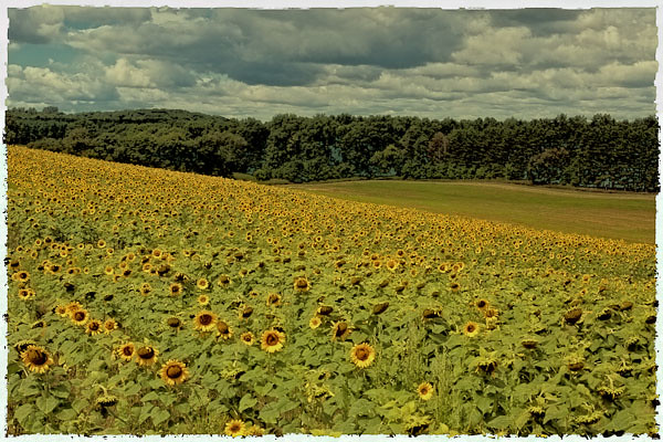 Sunflower - Polaroid