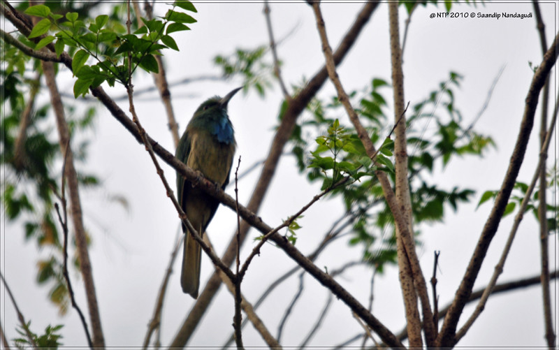 Blue-Bearded-Bee-eater