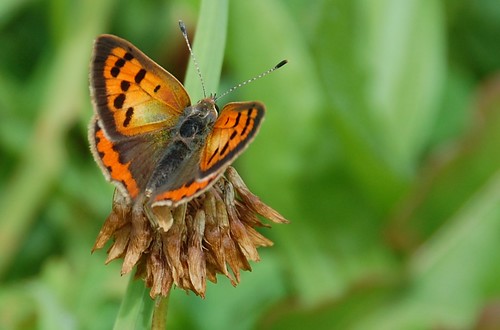 small  copper butterfly