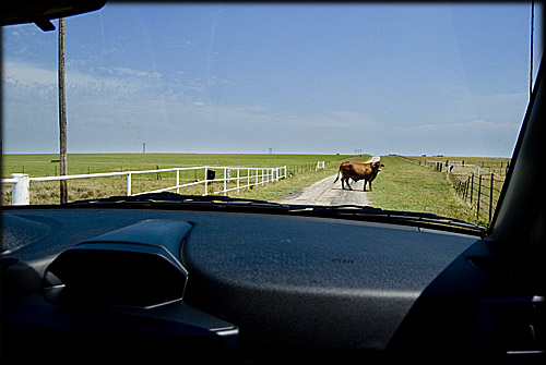 cow-in-roadway