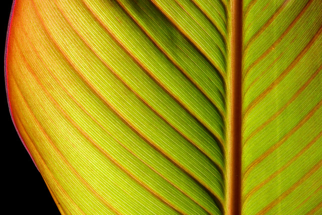 Canna Leaf