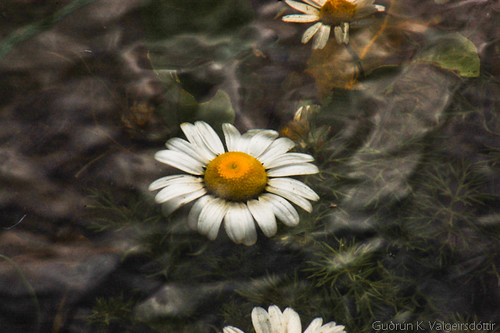 drowning flower..  by Sólargeislinn
