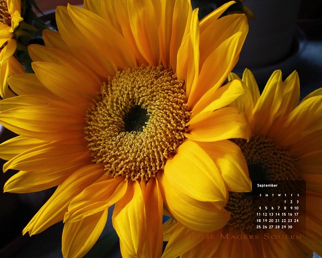 a flower photo for your home decor of a deep warm yellow and orange sunflower glowing in the early morning sunshine