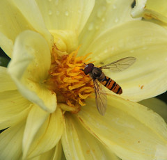 HOVER FLY ON THE DAHLIA