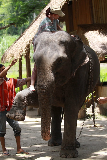¡TAILANDIA EN CHANCLETAS! - Blogs de Tailandia - Patara Elephant Farm (24)