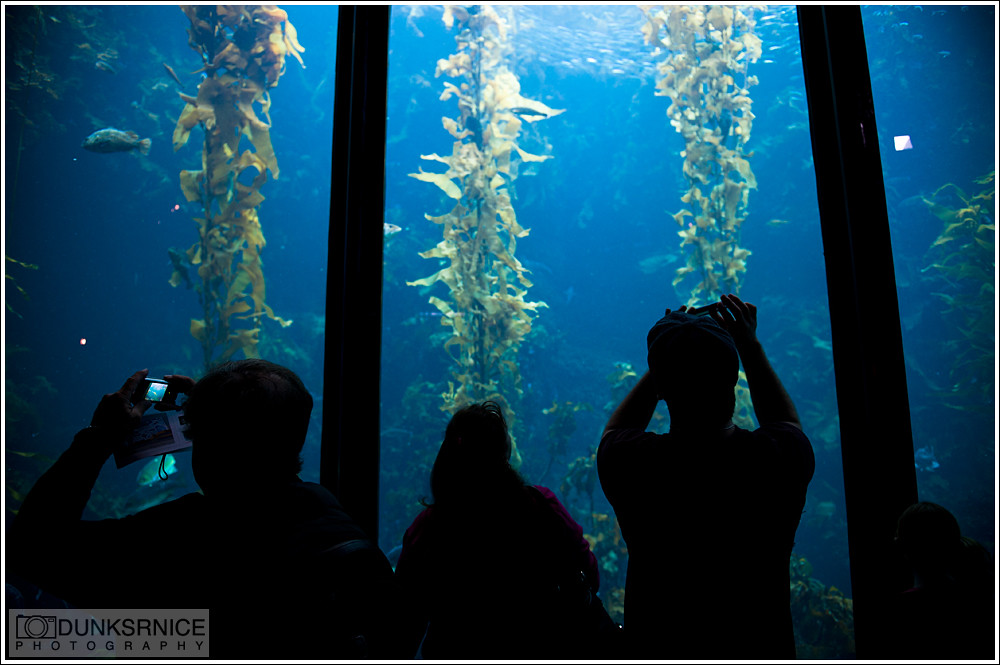 Monterey Bay Aquarium.