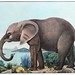 Aloys Zötl, Der afrikanische Elefant - 2. Juni 1886