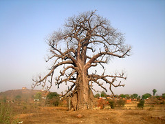 Baobab Tree by peach flavour, on Flickr