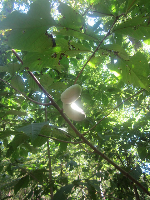 Pawpaws in the trees