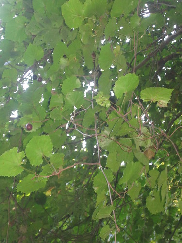 Muscadines hangin from the Old Forest