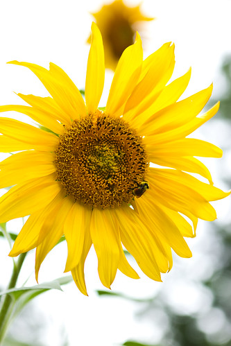 Sunflowers in the yard: #TeamPhotoBlog by dhgatsby