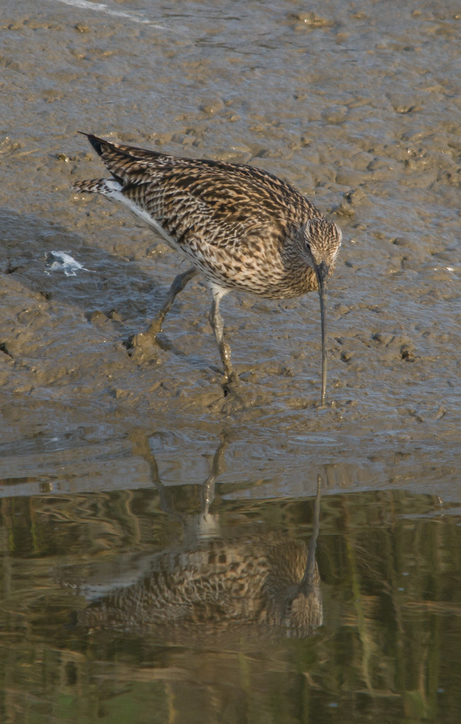 curlew 3