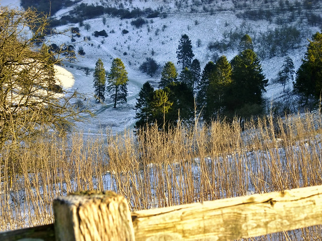Snow at Canon Heath Down