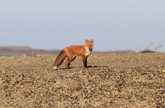 Red Fox on the Tundra
