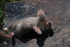 Hairy-Tailed Mole