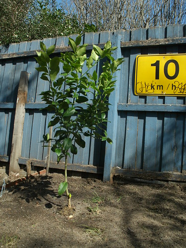Our 5th lemon tree