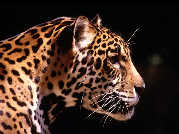 Leopard-Head-575x431