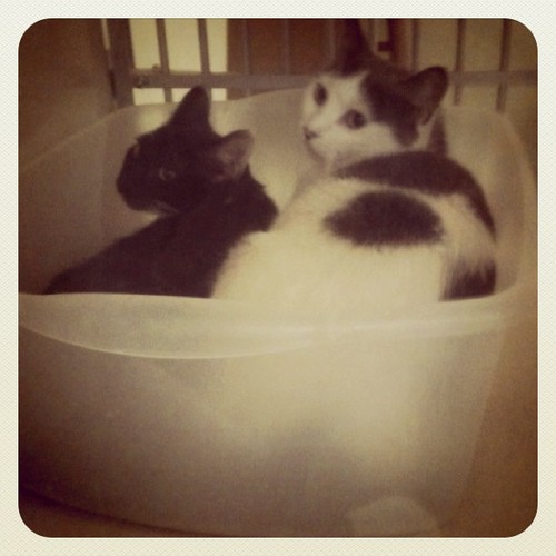 Went to pick them up @ the vet & found them cuddling in the litterbox. Proud cat parents we are! :)