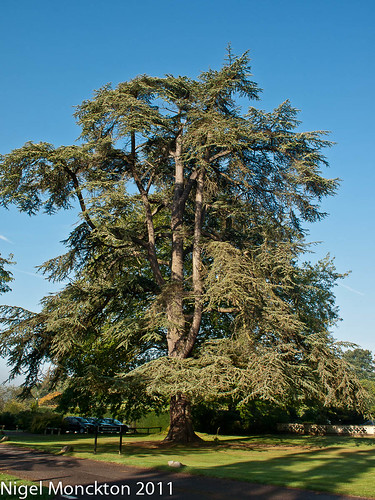 1000/533: 19 August 2011: Cedar tree? by nmonckton