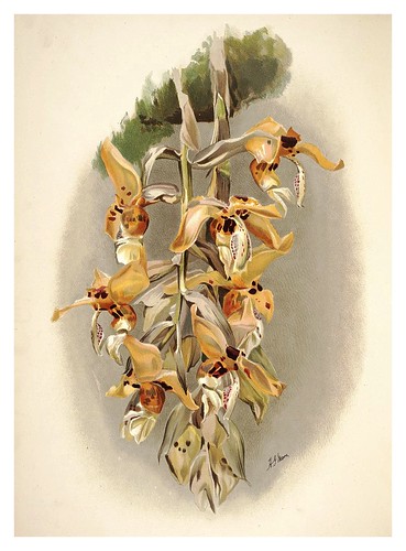 010-Stanhopea ShuttleworthiiReichenbachia-Orchids illustrated and described..Vol I-1888-F.Sander