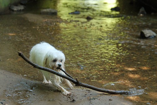 Only big sticks are worth retrieving