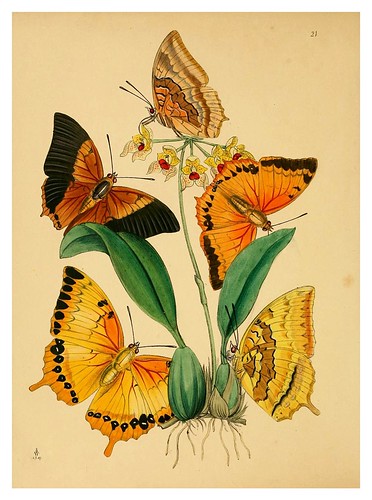 009- The cabinet of oriental entomology…1848- John Obadiah Westwood