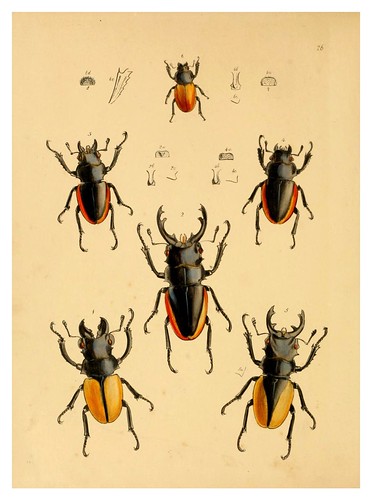 011-The cabinet of oriental entomology…1848- John Obadiah Westwood