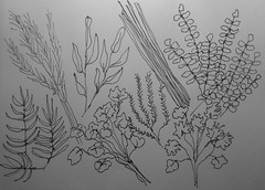 Herbs (Pen and Ink Sketch) by randubnick