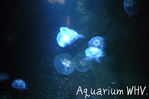 Aquarium.