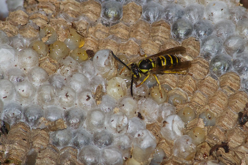 Yellow jacket on nest comb 3 by alumroot