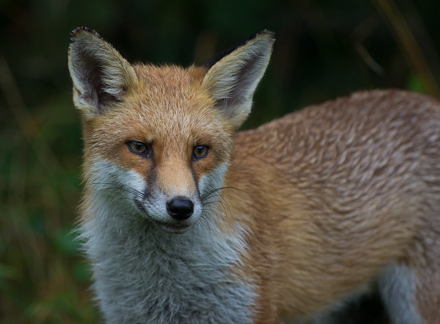 red fox 4