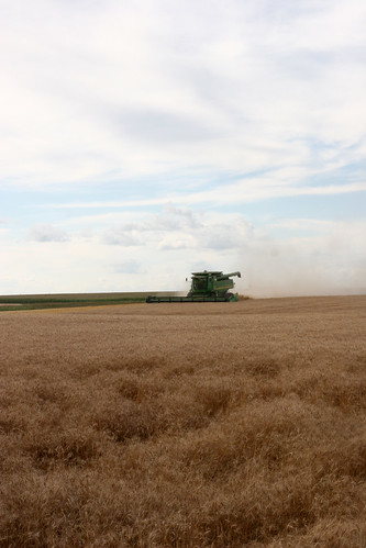 There is lodged or downed wheat that makes the harvesting process harder