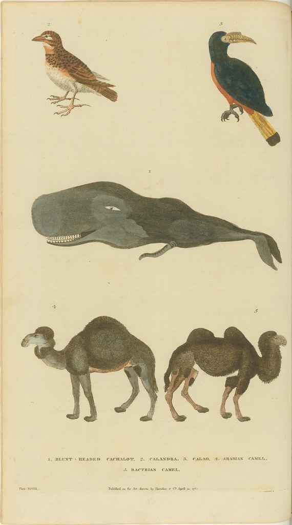 Birds, whale, and camels - 18th c. book illustration