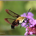 1478   Coffee Bee Hawk-moth (male)   -  "Explored"