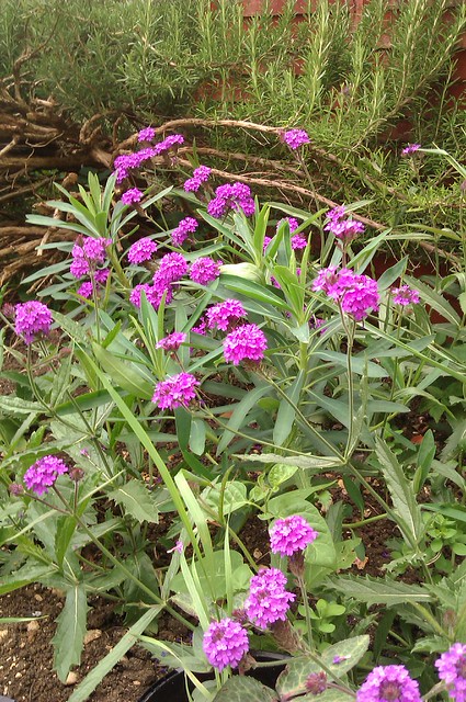 Clusters of magenta / purple flowers