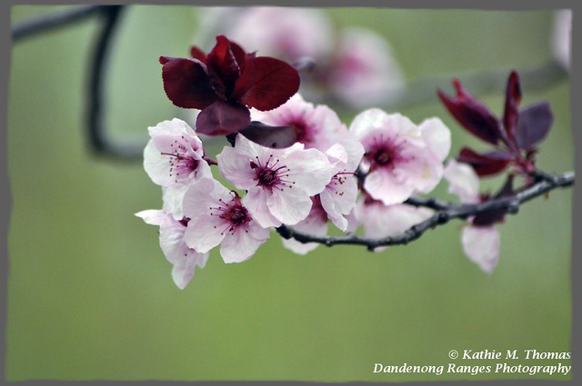 224-365 Cherry blossom