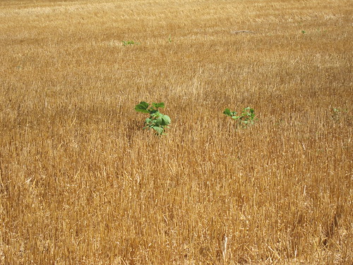 Weeds in cut wheat field