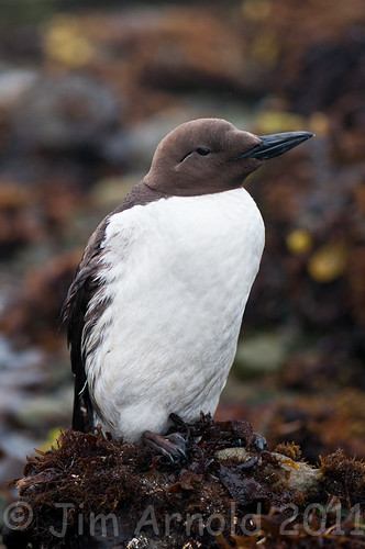 Common Murre by Jim Arnold (jga154)