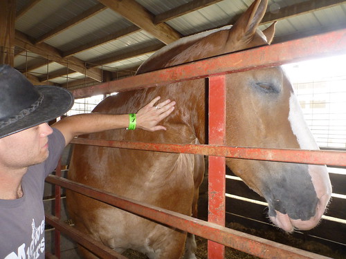 Me With Draft Horse at Horse Days 2011