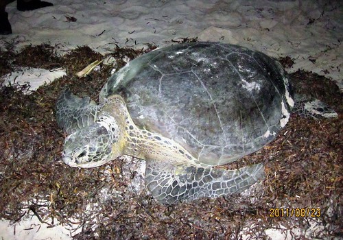 圖說：近年來首度在東沙島上岸產卵的綠蠵龜 (拍攝者：黃世彬 約聘研究員)