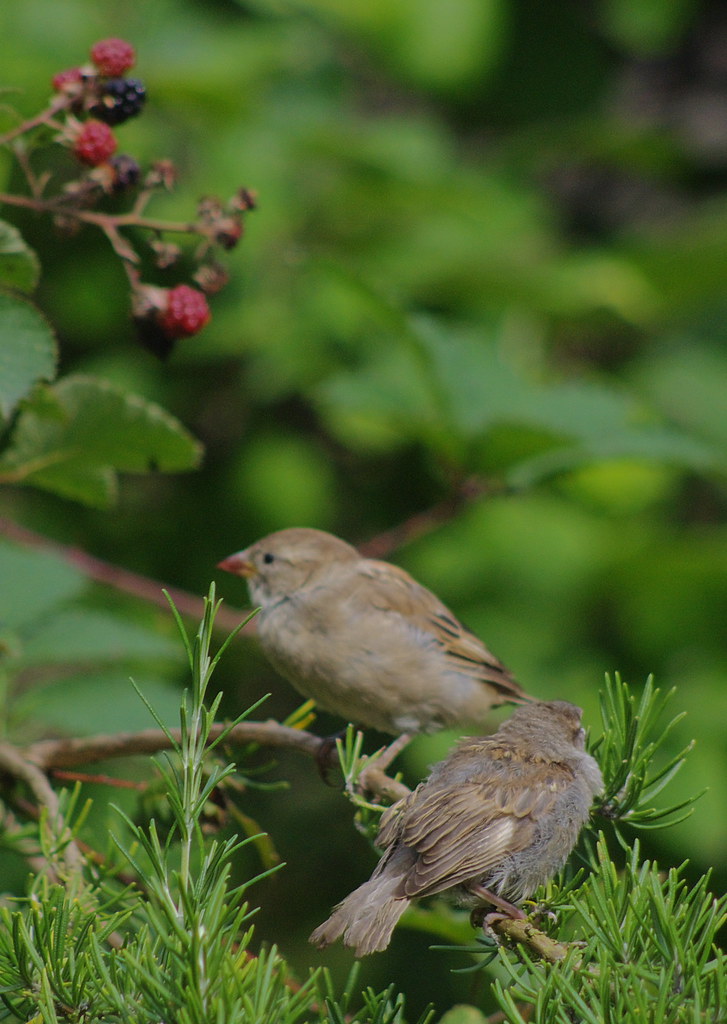 Sparrows 20110820 03