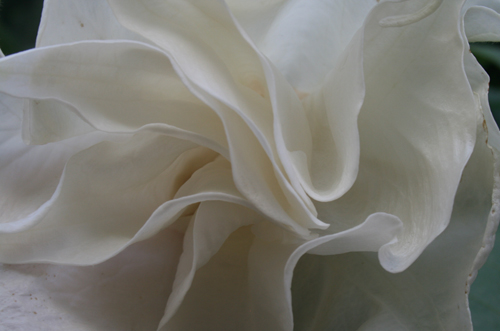 whiteflowerfolds