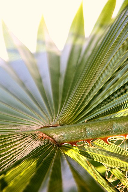Details of a Palm Tree I