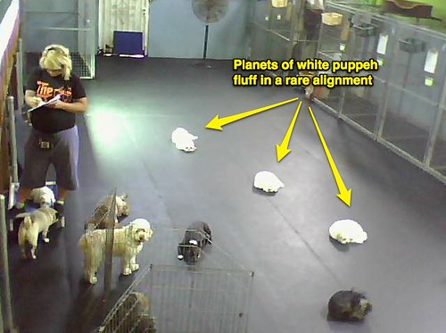A rare alignment of white puppeh planets