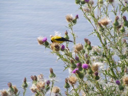 The goldfinch and thistle
