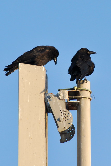 Crows, 8 Aug 2011