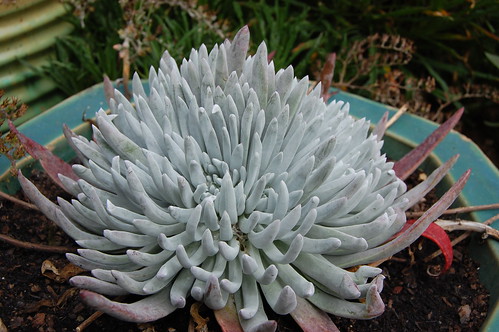 Total mystery AWESOME Dudleya from Annie's by FarOutFlora