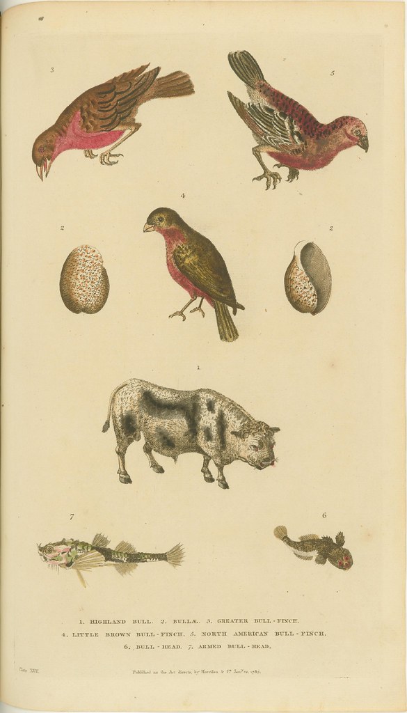Birds, shells, bull, and fish - book illustration from 1785